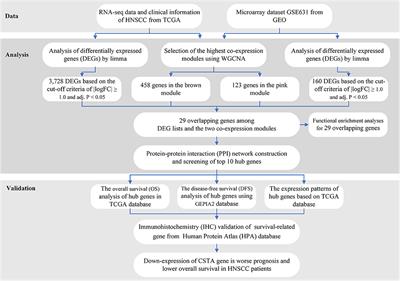 Identification of Hub Genes Associated With Development of Head and Neck Squamous Cell Carcinoma by Integrated Bioinformatics Analysis